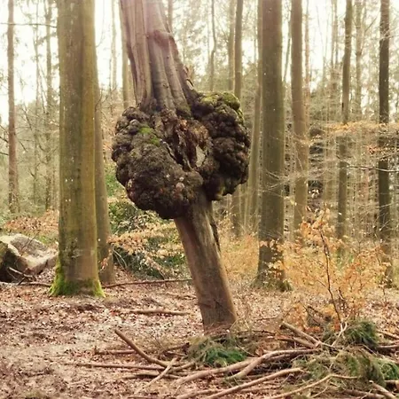 Дом отдыха In Typical Ardennes Style *